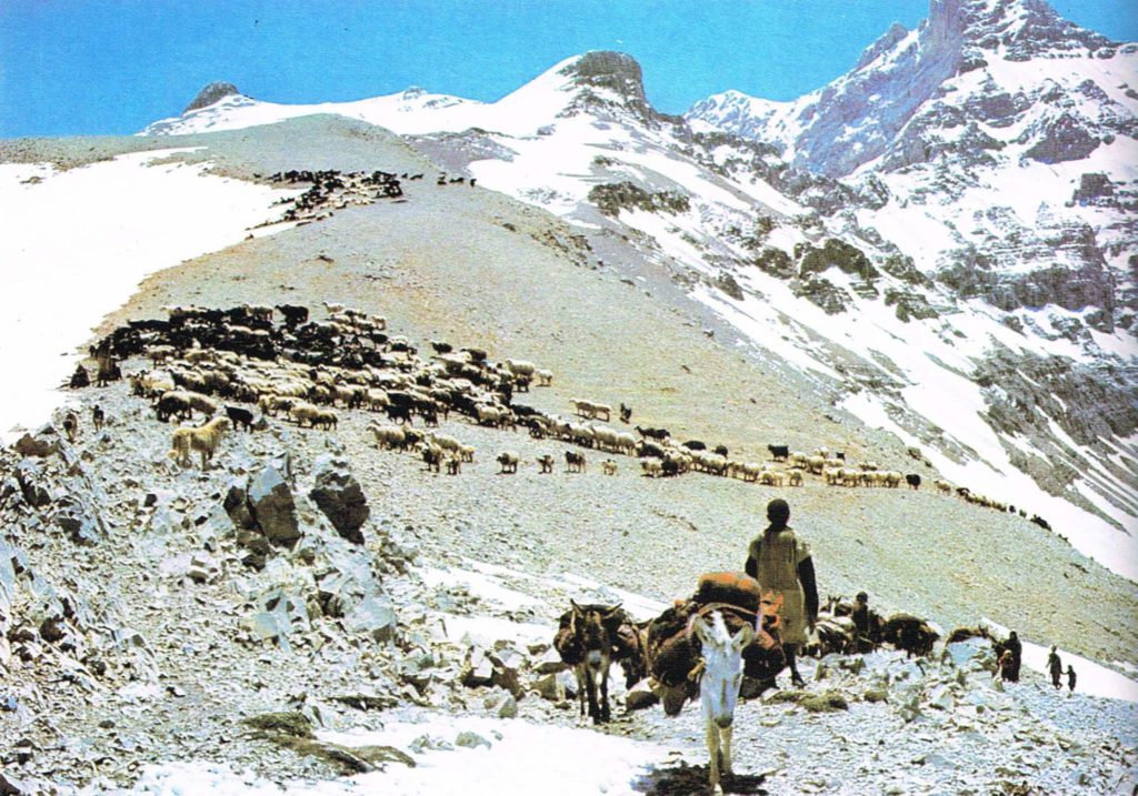 Bakhtiari Shepherds moving livestock though Zagros Mountains